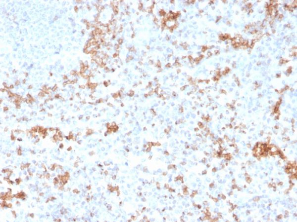 Formalin-fixed, paraffin-embedded human Spleen stained with Granzyme B Monospecific Mouse Monoclonal Antibody (GZMB/3055).