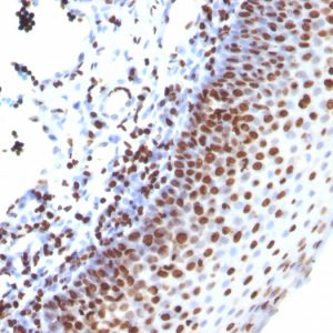 Formalin-fixed, paraffin-embedded human Tonsil stained with Histone H1 Mouse Monoclonal Antibody (SPM256).