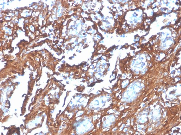 Formalin-fixed, paraffin-embedded human tonsil stained with Annexin A1 Recombinant Mouse Monoclonal Antibody (rANXA1/4310).