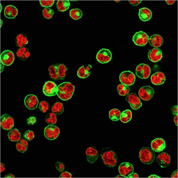 Immunofluorescent staining of Raji cells. HLA- Pan Mouse Monoclonal Antibody (CR3/43) followed by goat anti-Mouse IgG-CF488 (Green). The nuclear counterstain is Reddot (Red)