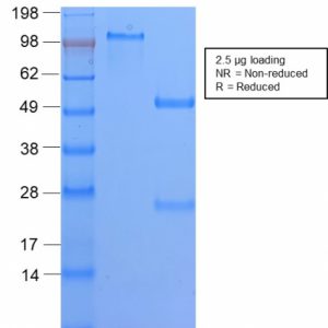 SDS-PAGE Analysis of Purified HLA-DQ Rabbit Recombinant Monoclonal Ab (HLA-DQA1/2866R). Confirmation of Purity and Integrity of Antibody.