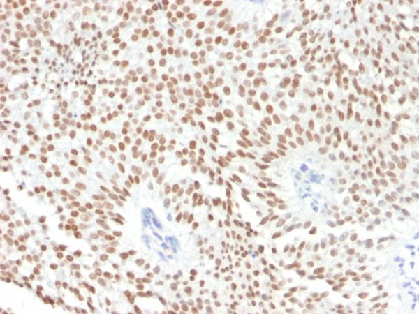 FOXA1 / HNF3A Antibody - Image 2