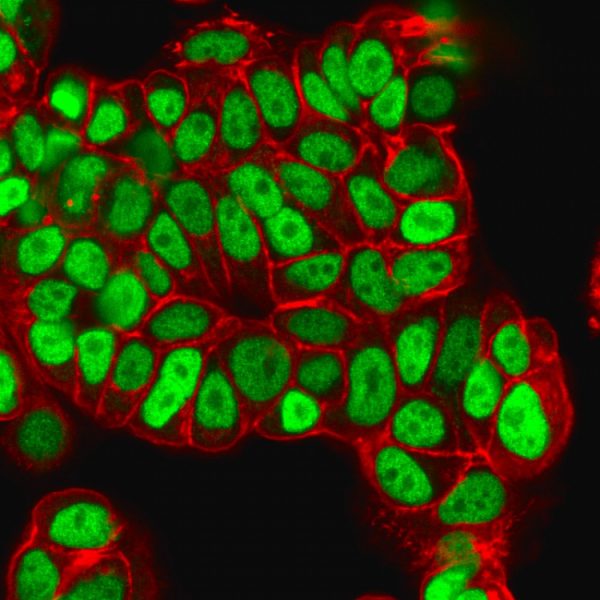 Immunofluorescence Analysis of PFA-fixed MCF-7 cells labeled with FOXA1 Mouse Monoclonal Antibody (FOXA1/1512) followed by goat anti- mouse IgG-CF488. Counterstain is Phalloiden(Red).