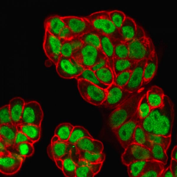 Immunofluorescent analysis of PFA-fixed MCF-7 cells labeled with FOXA1 Mouse Monoclonal Antibody (FOXA1/1519) followed by goat anti-mouse IgG-CF488. Counterstain: phalloidin.