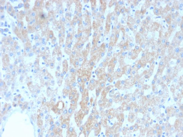 Recombinant HSP60 (Heat Shock Protein 60) (Mitochondrial Marker) Antibody