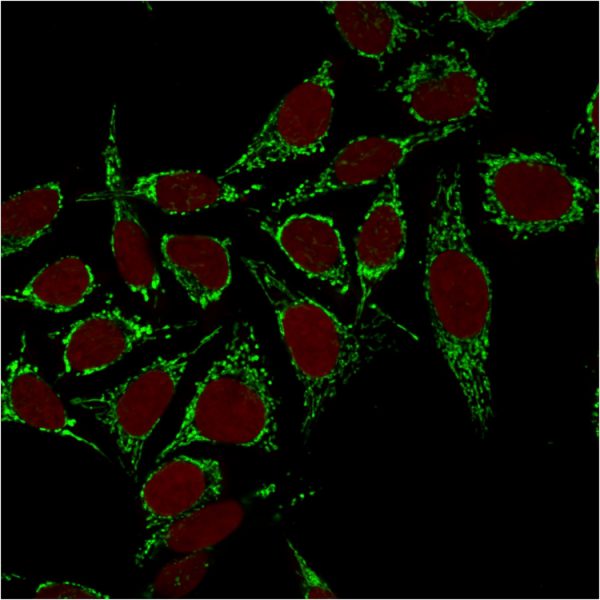 Immunofluorescence Analysis of human MCF-7 cells labeling HSP60 with Heat Shock Protein 60 Mouse Monoclonal Antibody (CPTC-HSPD1-1) followed by goat anti-mouse IgG-CF488 (green). Nuclei stained withRedDot.