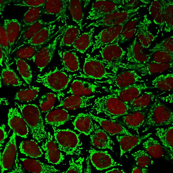 Immunofluorescent staining of PFA-fixed HeLa cells. HSP60 Monoclonal Antibody (AE-1) (CF488). Nuclei stained with RedDot (red).