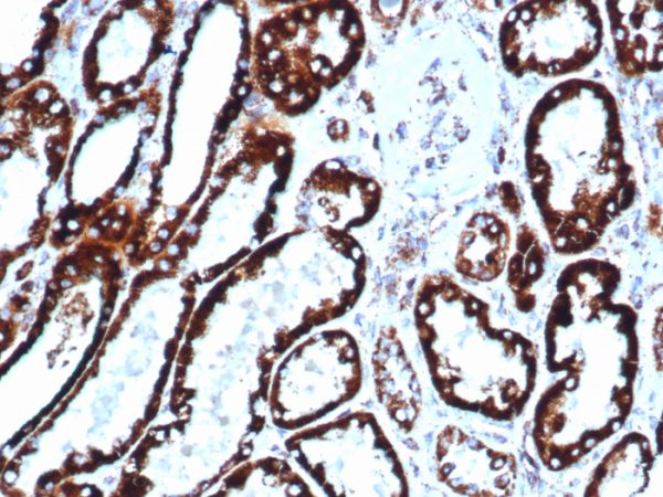 Formalin-fixed, paraffin-embedded human liver stained with HSP60 Rabbit Recombinant Monoclonal Antibody (HSPD1/6496R).