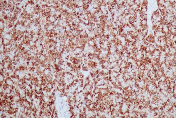Formalin-fixed, paraffin-embedded dog pancreas stained with HSP60 Rabbit Recombinant Monoclonal Antibody (HSPD1/2206R).