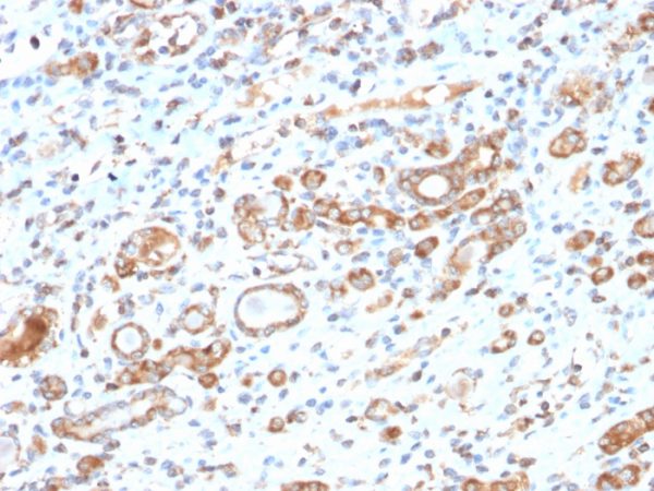 Formalin-fixed, paraffin-embedded human liver stained with HSP60 Rabbit Recombinant Monoclonal Antibody (HSPD1/2206R).