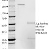 CD50 / ICAM3 Antibody - Image 2