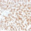 Apolipoprotein D / APO-D Antibody