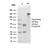 Apolipoprotein D / APO-D Antibody - Image 2