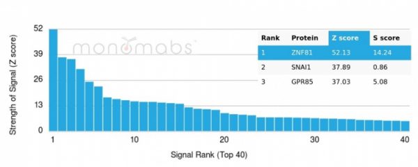Analysis of Protein Array containing more than 19,000 full-length human proteins using ZNF81 Mouse Monoclonal Antibody (PCRP-ZNF81-2G2). Z- and S- Score: The Z-score represents the strength of a signal that a monoclonal antibody (MAb) (in combination with a fluorescently-tagged anti-IgG secondary antibody) produces when binding to a particular protein on the HuProtTM array. Z-scores are described in units of standard deviations (SD&apos;s) above the mean value of all signals generated on that array. If targets on HuProtTM are arranged in descending order of the Z-score, the S-score is the difference (also in units of SD&apos;s) between the Z-score. S-score therefore represents the relative target specificity of a MAb to its intended target. A MAb is considered to specific to its intended target, if the MAb has an S-score of at least 2.5. For example, if a MAb binds to protein X with a Z-score of 43 and to protein Y with a Z-score of 14, then the S-score for the binding of that MAb to protein X is equal to 29.