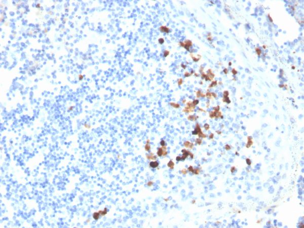 Formalin-fixed, paraffin-embedded human tonsil stained with IgA Mouse Monoclonal Antibody (HISA43).