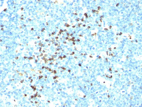 Formalin-fixed, paraffin-embedded human Tonsil stained with IgM Monoclonal Antibody (DA4-4)