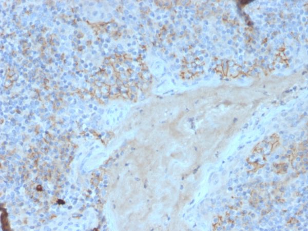 CD95 / FAS / TNFRSF6 Antibody - Image 2