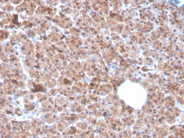 Formalin-fixed, paraffin-embedded human pancreas stained with Interleukin-1 alpha (IL-1A) Mouse Monoclonal Antibody (IL1A/3982).