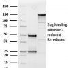 Interleukin-3 (IL-3) Antibody