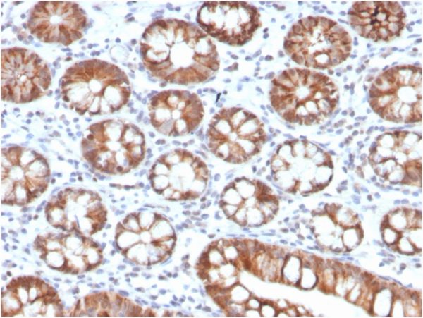 Formalin-fixed, paraffin-embedded human small intestine stained with Interleukin-3 (IL-3) Mouse Monoclonal Antibody (IL3/4005). HIER: Tris/EDTA, pH9.0, 45min. 2°C: HRP-polymer, 30min. DAB, 5min.