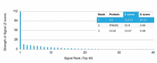 Analysis of Protein Array containing more than 19,000 full-length human proteins using Interleukin-5 (IL-5) Monospecific Mouse Monoclonal Antibody (IL5/4161). Z- and S- Score: The Z-score represents the strength of a signal that a monoclonal antibody (MAb) (in combination with a fluorescently-tagged anti-IgG secondary antibody) produces when binding to a particular protein on the HuProtTM array. Z-scores are described in units of standard deviations (SD&apos;s) above the mean value of all signals generated on that array. If targets on HuProtTM are arranged in descending order of the Z-score, the S-score is the difference (also in units of SD&apos;s) between the Z-score. S-score therefore represents the relative target specificity of a MAb to its intended target.  A MAb is considered to be specific to its intended target, if the MAb has an S-score of at least 2.5. For example, if a MAb binds to protein X with a Z-score of 43 and to protein Y with a Z-score of 14, then the S-score for the binding of that MAb to protein X is equal to 29.