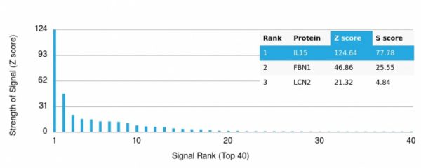 Analysis of Protein Array containing >19,000 full-length human proteins using  Interleukin-15 (IL-15) Monospecific Mouse Monoclonal Antibody (IL15/4355).  Z- and S- Score: The Z-score represents the strength of a signal that a monoclonal antibody (MAb) (in combination with a fluorescently-tagged anti-IgG secondary antibody) produces when binding to a particular protein on the HuProtTM array. Z-scores are described in units of standard deviations (SD's) above the mean value of all signals generated on that array. If targets on HuProtTM are arranged in descending order of the Z-score, the S-score is the difference (also in units of SD's) between the Z-score. S-score therefore represents the relative target specificity of a MAb to its intended target.  A MAb is considered to specific to its intended target, if the MAb has an S-score of at least 2.5. For example, if a MAb binds to protein X with a Z-score of 43 and to protein Y with a Z-score of 14, then the S-score for the binding of that MAb to protein X is equal to 29.