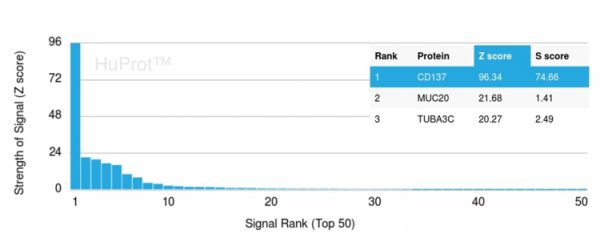 CD137 Antibody in Human Protein Array (HuProt) Analysis