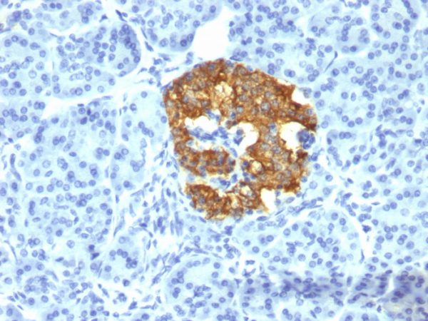 Formalin-fixed, paraffin-embedded human Pancreas stained with Insulin Mouse Monoclonal Antibody (2D11-H5).