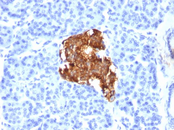 Insulin / IRDN (beta-Cell & Insulinoma Marker) Antibody