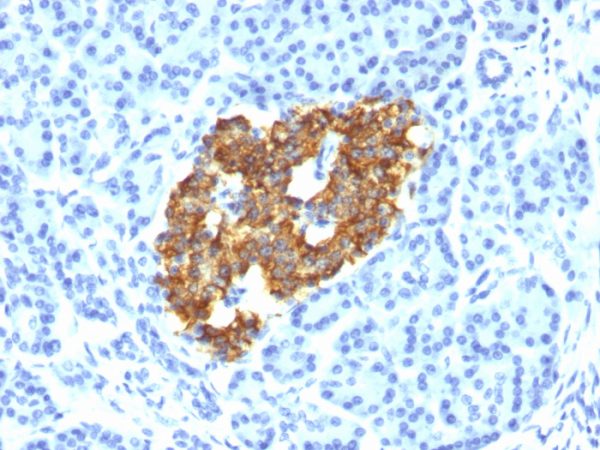 Insulin / IRDN (beta-Cell & Insulinoma Marker) Antibody