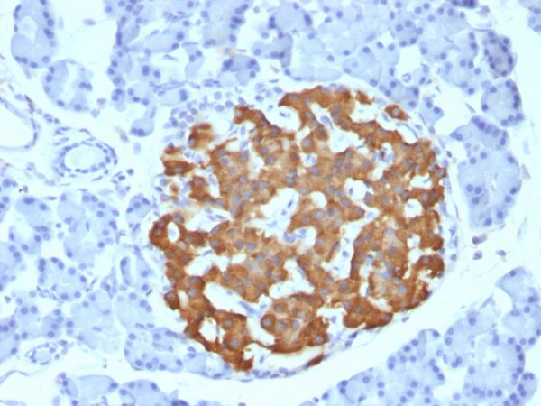 Insulin / IRDN (beta-Cell & Insulinoma Marker) Antibody - Image 2