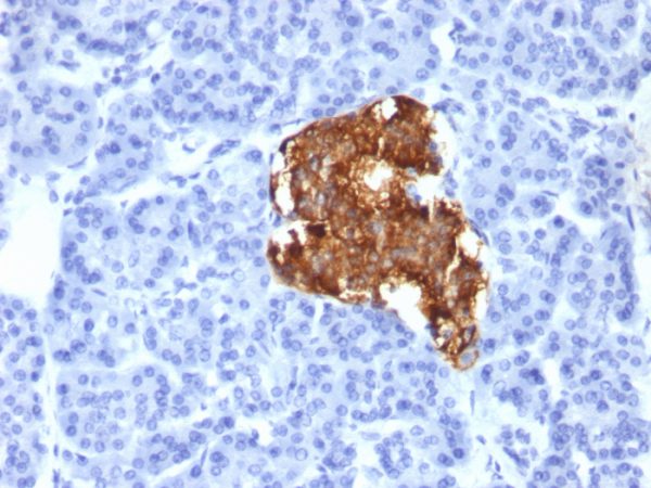 Formalin-fixed, paraffin-embedded human pancreas stained with Insulin Monoclonal Antibody (IRDN/805).