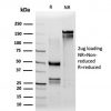 IRF3 Antibody