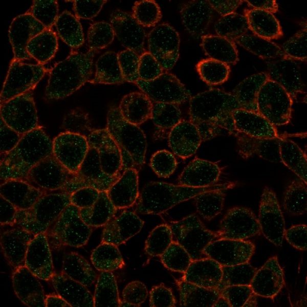Immunofluorescence Analysis of PFA-fixed HeLa cells using IRF3 Mouse Monoclonal Antibody (PCRP-IRF3-1E6) followed by goat anti-mouse IgG-CF488 (green). Counterstain is phalloidin.