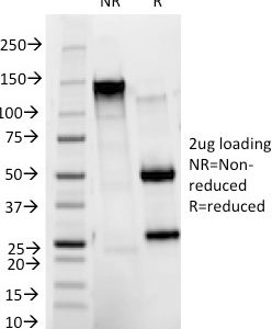 SDS-PAGE Analysis of Purified CD11b Mouse Monoclonal Antibody (ITGAM/271). Confirmation of Integrity and Purity of Antibody.