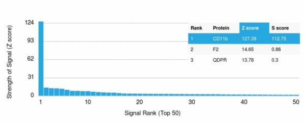 Analysis of Protein Array containing more than 19,000 full-length human proteins using CD11b Monospecific Mouse Monoclonal Antibody (ITGAM/3337). Z- and S- Score: The Z-score represents the strength of a signal that a monoclonal antibody (MAb) (in combination with a fluorescently-tagged anti-IgG secondary antibody) produces when binding to a particular protein on the HuProtTM array. Z-scores are described in units of standard deviations (SD‚Äôs) above the mean value of all signals generated on that array. If targets on HuProtTM are arranged in descending order of the Z-score, the S-score is the difference (also in units of SD‚Äôs) between the Z-score. S-score therefore represents the relative target specificity of a MAb to its intended target. A MAb is considered to specific to its intended target, if the MAb has an S-score of at least 2.5. For example, if a MAb binds to protein X with a Z-score of 43 and to protein Y with a Z-score of 14, then the S-score for the binding of that MAb to protein X is equal to 29.