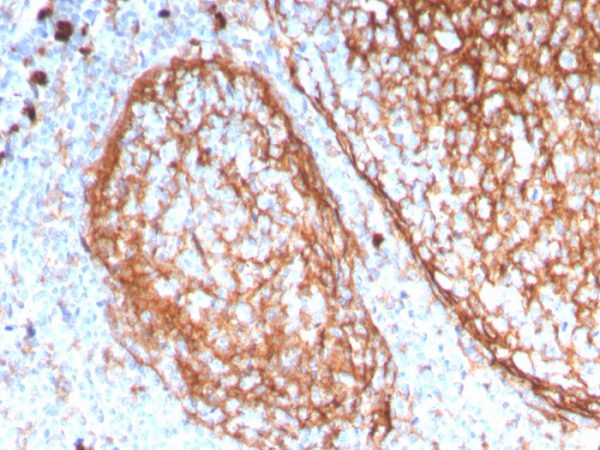 CD11b / MAC-1 (Microglial Marker) Antibody - Image 3