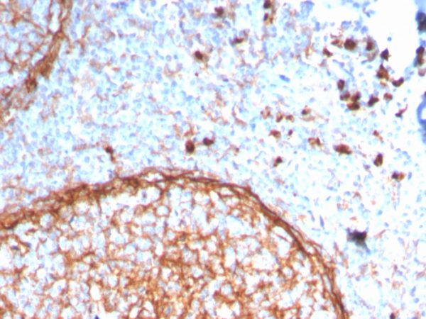 CD11b / MAC-1 (Microglial Marker) Antibody - Image 4