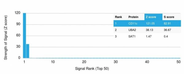 Analysis of Protein Array containing more than 19,000 full-length human proteins using CD11c Mouse Monoclonal Antibody (ITGAX/1242). Z- and S- Score: The Z-score represents the strength of a signal that a monoclonal antibody (Monoclonal Antibody) (in combination with a fluorescently-tagged anti-IgG secondary antibody) produces when binding to a particular protein on the HuProtTM array. Z-scores are described in units of standard deviations (SD's) above the mean value of all signals generated on that array. If targets on HuProtTM are arranged in descending order of the Z-score, the S-score is the difference (also in units of SD's) between the Z-score. S-score therefore represents the relative target specificity of a Monoclonal Antibody to its intended target. A Monoclonal Antibody is considered to specific to its intended target, if the Monoclonal Antibody has an S-score of at least 2.5. For example, if a Monoclonal Antibody binds to protein X with a Z-score of 43 and to protein Y with a Z-score of 14, then the S-score for the binding of that Monoclonal Antibody to protein X is equal to 29.