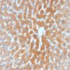 ARF1 (Golgi Apparatus Marker) Antibody