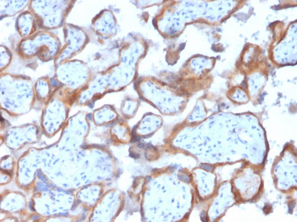 Formalin-fixed, paraffin-embedded human Placenta stained with Cytokeratin-7 Mouse Monoclonal Antibody (KRT7/2200).