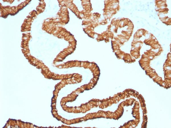 Formalin-fixed, paraffin-embedded human Oviduct stained with Cytokeratin 7 Rabbit Monoclonal Antibody (KRT7/1499R).