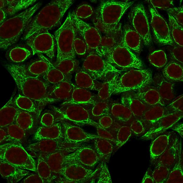 Immunofluorescence Analysis of HeLa cells labeling CK8 with Cytokeratin 8 Monoclonal Antibody (SPM192) followed by Goat anti-Mouse IgG-CF488 (Green). The nuclear counterstain is Reddot (Red).