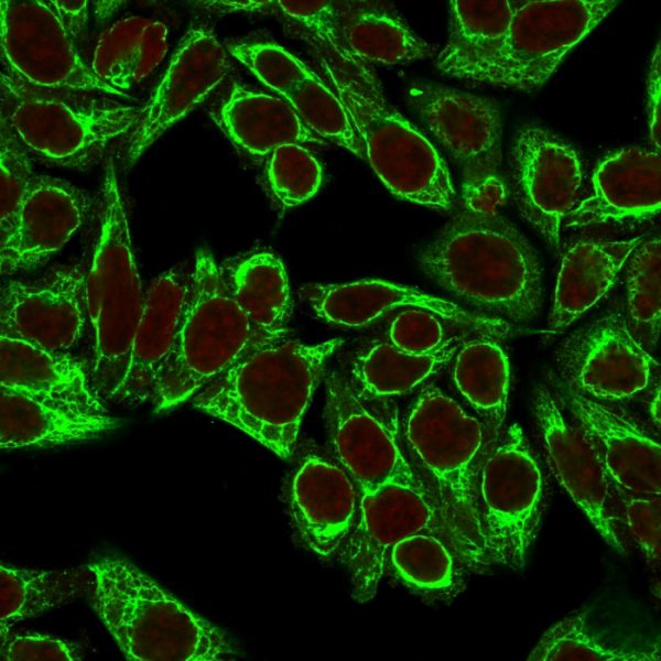 Immunofluorescence Analysis of HeLa cells labeling CK8 with Cytokeratin 8 Mouse Monoclonal Antibody (H1+TS1) followed by Goat anti-Mouse IgG-CF488 (Green). <BR>The nuclear counterstain is Reddot (Red).