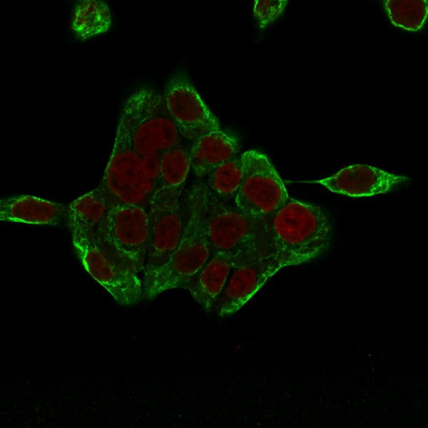 Immunofluorescence Analysis of HCT116 cells labeling CK8 with Cytokeratin 8 Mouse Monoclonal Antibody (H1 +TS1) followed by Goat anti-mouse IgG-CF488 (Green). The nuclear counterstain is Reddot (Red).