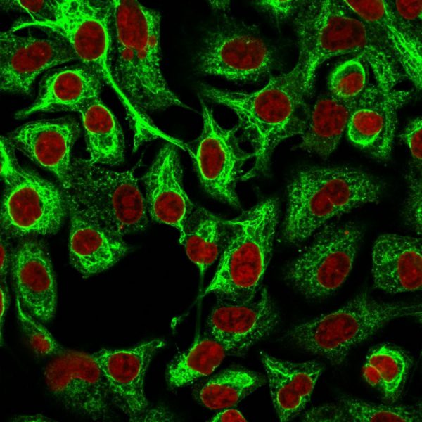 Immunofluorescence Analysis of A549 cells labeling CK14 with Cytokeratin 14 Mouse Monoclonal Antibody (LL002) followed by Goat anti-Mouse IgG-CF488 (Green). The nuclear counterstain is Reddot (Red).