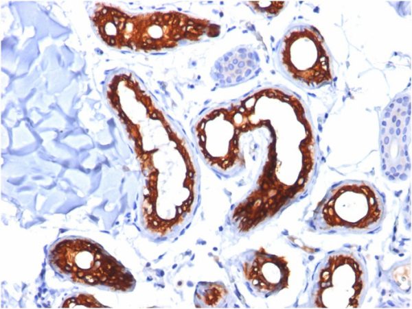 Formalin-fixed, paraffin-embedded human Skin stained with Cytokeratin 18 Mouse Monoclonal Antibody (KRT18/834).