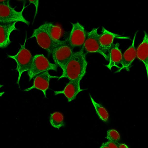 Immunofluorescence Analysis of MCF-7 cells labeling Cytokeratin 19 with Cytokeratin 19 Ab (Ks19.1) followed by Goat anti-Mouse IgG-CF488 (Green). The nuclear counterstain is Reddot (Red)