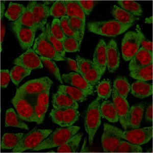 Laminin Receptor Antibody in Immunofluorescence (IF)