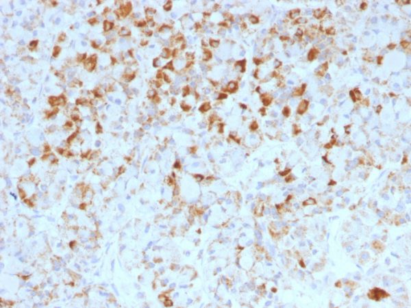 Formalin-fixed, paraffin-embedded human Pituitary stained with LH-beta Mouse Monoclonal Antibody (LHb/1214).